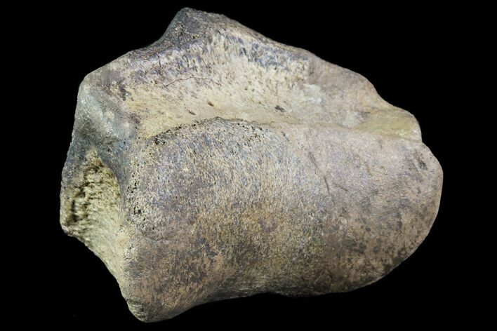 Ceratopsian Dinosaur Toe Bone - Alberta (Disposition #-) #71701